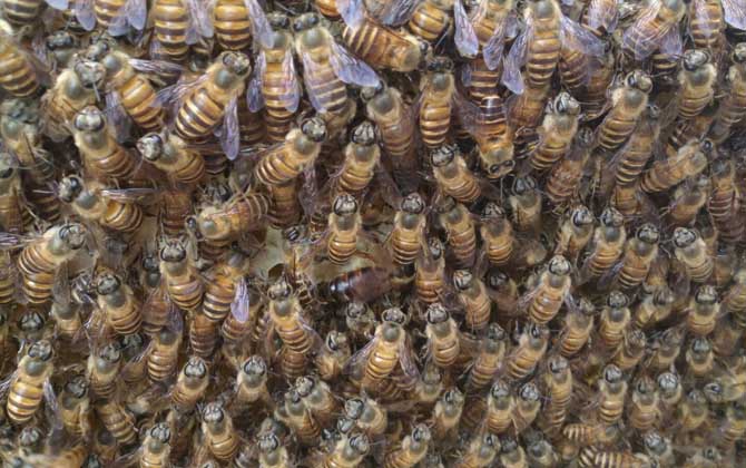 新蜂試飛和盜蜂怎么區分 新蜂試飛和盜蜂怎么區分