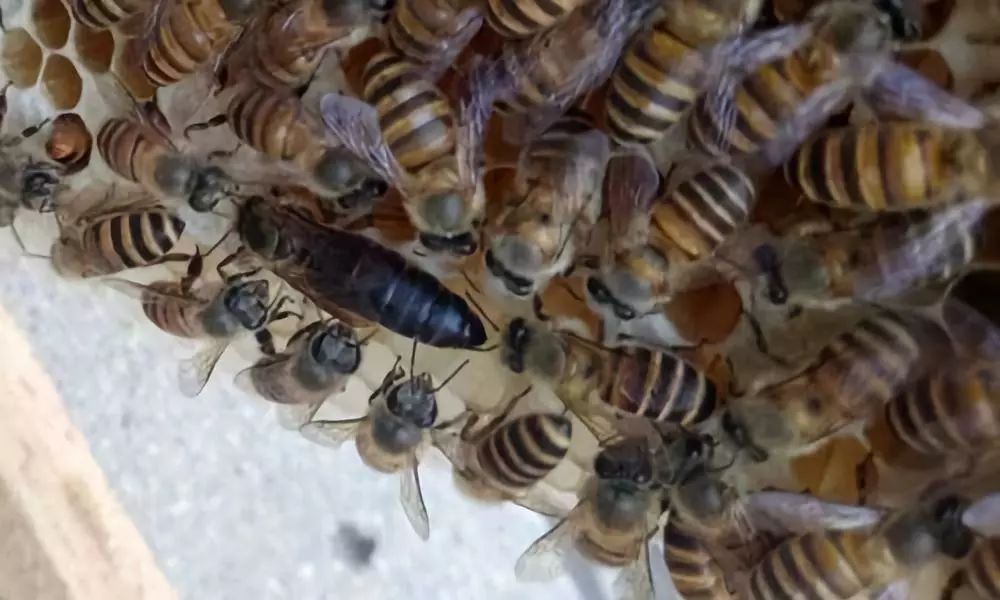 蜂王在哪些情況下會(huì)停止產(chǎn)卵(蜂王什么時(shí)候停止產(chǎn)卵) 蜂王在哪些情況下會(huì)停止產(chǎn)卵(蜂王什么時(shí)候停止產(chǎn)卵)