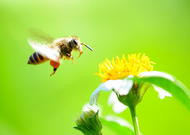 幾只工蜂直接飛進(jìn)空箱是什么情況(蜜蜂不結(jié)團(tuán)直接進(jìn)入空蜂箱,是蜜蜂變懶了嗎) 幾只工蜂直接飛進(jìn)空箱是什么情況(蜜蜂不結(jié)團(tuán)直接進(jìn)入空蜂箱,是蜜蜂變懶了嗎)