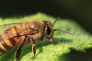 幾只工蜂直接飛進(jìn)空箱是什么情況(蜜蜂不結(jié)團(tuán)直接進(jìn)入空蜂箱,是蜜蜂變懶了嗎) 幾只工蜂直接飛進(jìn)空箱是什么情況(蜜蜂不結(jié)團(tuán)直接進(jìn)入空蜂箱,是蜜蜂變懶了嗎)