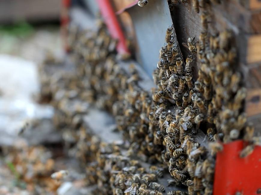 蜂王長什么樣子?(罕見的蜂王樣子) 蜂王長什么樣子?(罕見的蜂王樣子)