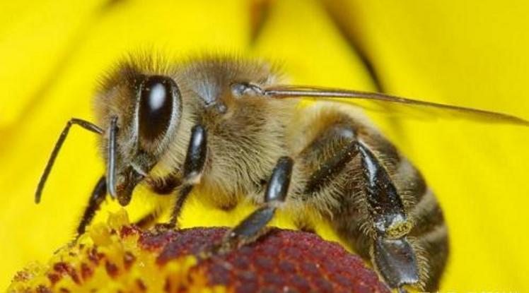 阿壩中蜂是褐色種還麻色種(阿壩養(yǎng)蜂必先了解的養(yǎng)蜂知識(shí)) 阿壩中蜂是褐色種還麻色種(阿壩養(yǎng)蜂必先了解的養(yǎng)蜂知識(shí))