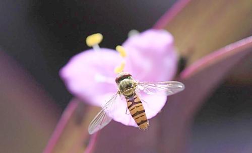 適合養高加索蜂的環境（高山灰色高加索蜜蜂品種）