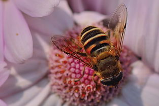 松丹一號是黑蜂雜交的嗎（西方蜜蜂有哪些類型和品種）