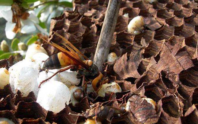 黑尾胡蜂毒性大嗎(黑尾胡蜂蟄了的后果和處理辦法) 黑尾胡蜂毒性大嗎(黑尾胡蜂蟄了的后果和處理辦法)