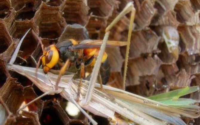 黑尾胡蜂毒性大嗎(黑尾胡蜂蟄了的后果和處理辦法) 黑尾胡蜂毒性大嗎(黑尾胡蜂蟄了的后果和處理辦法)