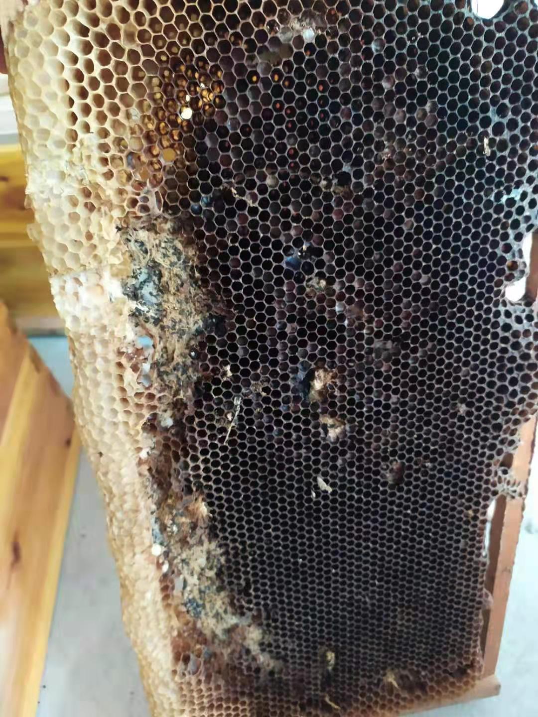 工蜂不護脾是什么原因(蜜蜂不護脾有哪些原因) 工蜂不護脾是什么原因(蜜蜂不護脾有哪些原因)