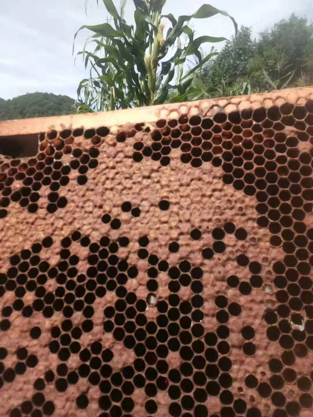 工蜂不護脾是什么原因(蜜蜂不護脾有哪些原因) 工蜂不護脾是什么原因(蜜蜂不護脾有哪些原因)