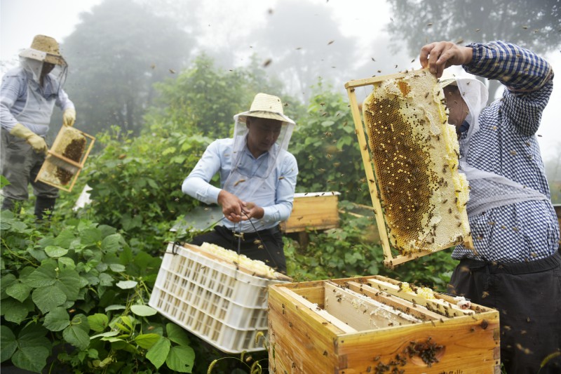 蜂蜜怎么樣取蜜(養蜂怎么快速把蜂蜜取出來) 蜂蜜怎么樣取蜜(養蜂怎么快速把蜂蜜取出來)