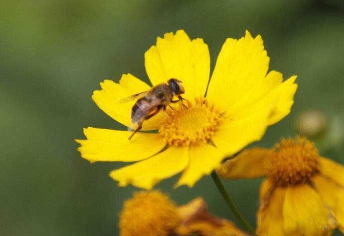 新手養蜂不能貪婪這兩樣東西
