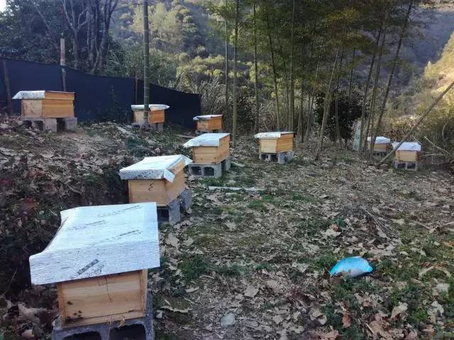 中蜂格子箱改良箱有手提式蜂箱嗎(格子蜂箱改良技術(shù)) 中蜂格子箱改良箱有手提式蜂箱嗎(格子蜂箱改良技術(shù))