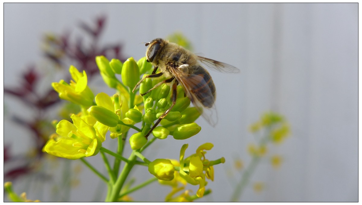 西蜂和中蜂有什么區別(東方蜜蜂和西方蜜蜂的區別和不同) 西蜂和中蜂有什么區別(東方蜜蜂和西方蜜蜂的區別和不同)