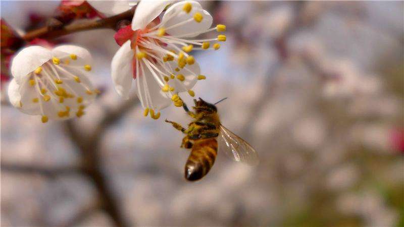 蜜蜂會不會叫(蜜蜂蜂王發(fā)出來嗡嗡的聲音) 蜜蜂會不會叫(蜜蜂蜂王發(fā)出來嗡嗡的聲音)