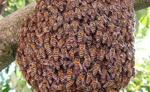 新買回來蜂蜜沒有子脾的幾天才穩定下來去采花粉 新買回來蜂蜜沒有子脾的幾天才穩定下來去采花粉