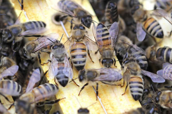 為什么夏天蜜蜂易飛逃？