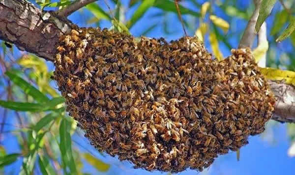 為什么夏天蜜蜂易飛逃？