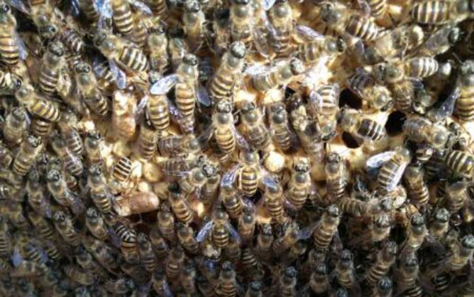 工蜂產卵喂蜂王漿能培育出蜂王嗎(工蜂產卵可以育王嗎) 工蜂產卵喂蜂王漿能培育出蜂王嗎(工蜂產卵可以育王嗎)