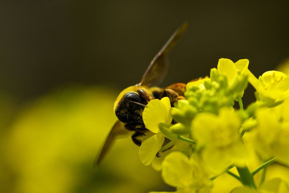 【蜜蜂知識(shí)】中華蜜蜂的飼養(yǎng)技術(shù) 中華蜜蜂的飼養(yǎng)技術(shù)
