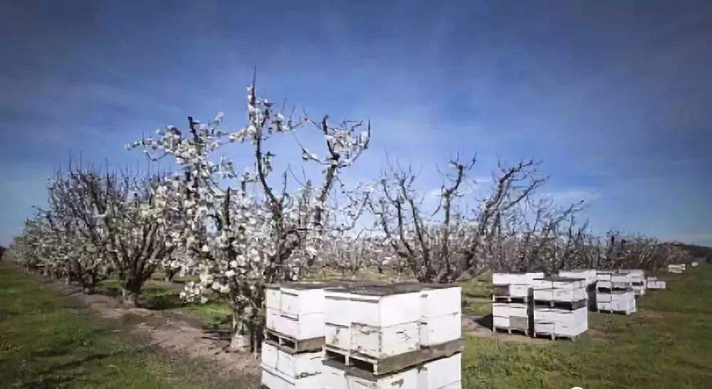 【蜜蜂知識(shí)】中華蜜蜂的飼養(yǎng)技術(shù) 中華蜜蜂的飼養(yǎng)技術(shù)