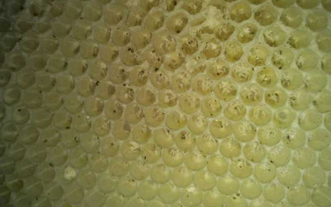 產(chǎn)卵過的工蜂能活多久(工蜂產(chǎn)卵后能活多久) 產(chǎn)卵過的工蜂能活多久(工蜂產(chǎn)卵后能活多久)