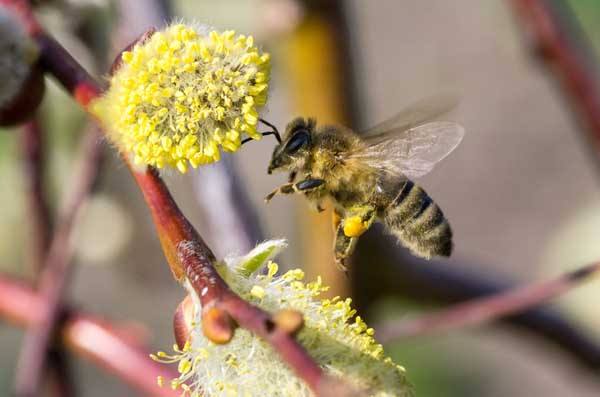 【蜜蜂知識】蜜蜂的養(yǎng)殖方法 蜜蜂的養(yǎng)殖方法