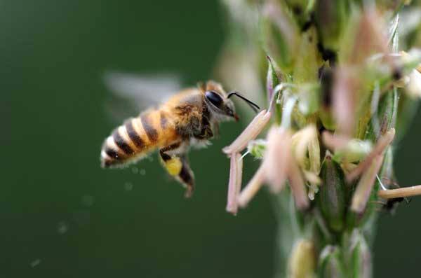 【蜜蜂知識】蜜蜂的養(yǎng)殖方法 蜜蜂的養(yǎng)殖方法
