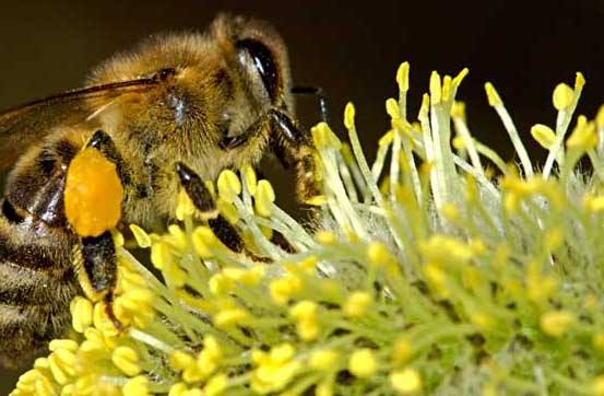 【蜜蜂知識】蜜蜂的養(yǎng)殖方法 蜜蜂的養(yǎng)殖方法