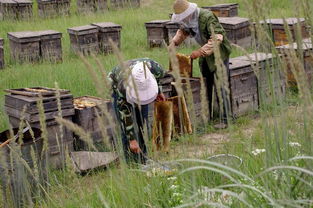 老式木桶養蜂怎么人工分蜂（木桶養蜂，如何進行人工分蜂）