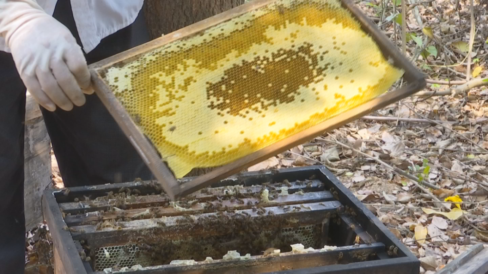 蜂蛹可以吃嗎(蜂蛹的功效) 蜂蛹可以吃嗎(蜂蛹的功效)