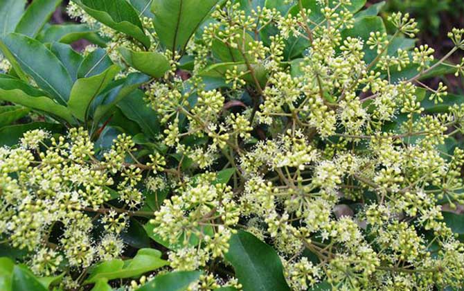 廣東鴨腳木蜜什么時(shí)候開花（鴨腳木什么時(shí)候開花）