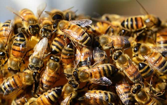 蜜蜂養殖有發展前景嗎(養蜂能賺到錢么) 蜜蜂養殖有發展前景嗎(養蜂能賺到錢么)