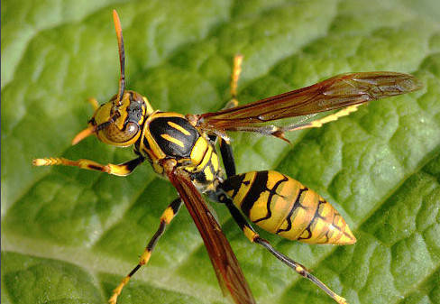 家里有牛角蜂怎么辦（家里來牛角蜂什么預兆）