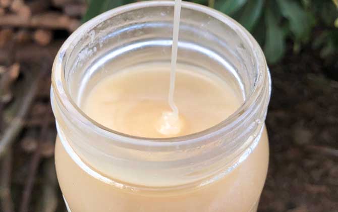 鴨腳木蜜多少錢一斤(鴨腳木蜜價(jià)格多少錢一斤) 鴨腳木蜜多少錢一斤(鴨腳木蜜價(jià)格多少錢一斤)