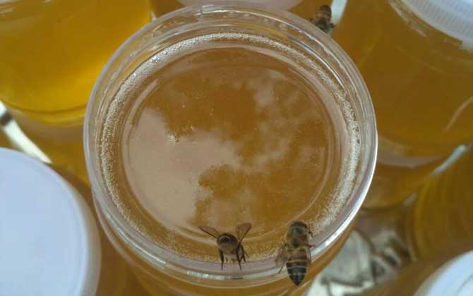 鴨腳木蜜多少錢一斤(鴨腳木蜜價(jià)格多少錢一斤) 鴨腳木蜜多少錢一斤(鴨腳木蜜價(jià)格多少錢一斤)