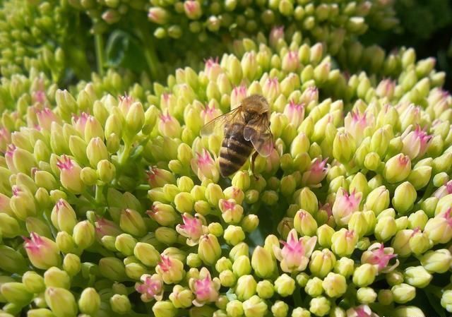 蜜源和花卉的區別（蜜源和花卉的定義）