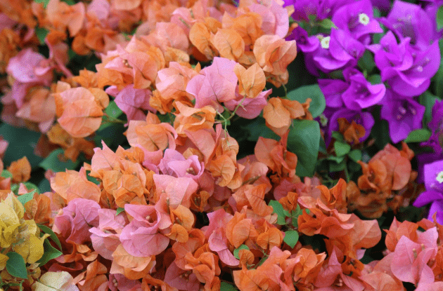 蜜源和花卉的區別（蜜源和花卉的定義）