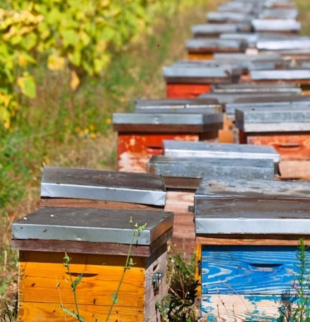 一個人最多能養多少箱蜜蜂 一個人最多能養多少箱蜜蜂