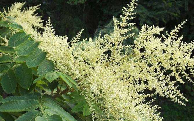 五倍子花什么時候開始流蜜(五倍子幾月份開花流蜜) 五倍子花什么時候開始流蜜(五倍子幾月份開花流蜜)