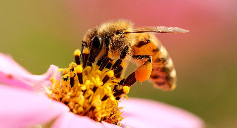 怎樣辨別雌蜂和雄蜂(雄蜂和雌蜂的區(qū)別) 怎樣辨別雌蜂和雄蜂(雄蜂和雌蜂的區(qū)別)