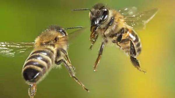 【蜜蜂養殖】如何有效防止和處理蜂群盜蜂現象 如何有效防止和處理蜂群盜蜂現象