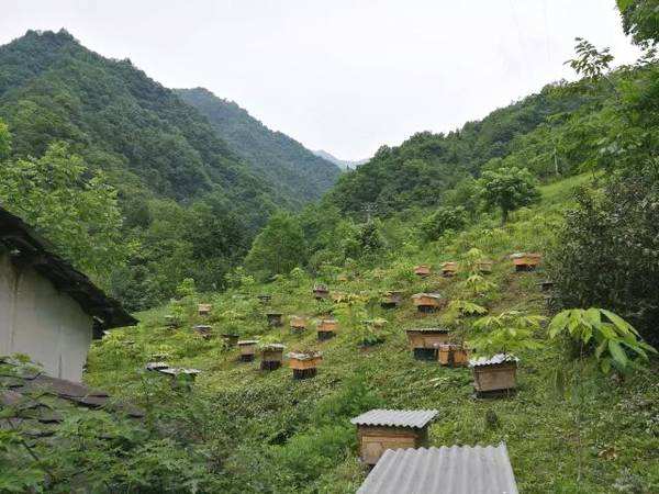 【蜜蜂養殖】如何有效防止和處理蜂群盜蜂現象 如何有效防止和處理蜂群盜蜂現象