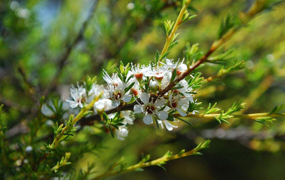 最好的蜂蜜在哪里(盤點世界各地的知名蜂蜜) 最好的蜂蜜在哪里(盤點世界各地的知名蜂蜜)