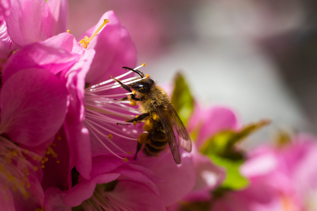 最好的蜂蜜在哪里(盤點世界各地的知名蜂蜜) 最好的蜂蜜在哪里(盤點世界各地的知名蜂蜜)