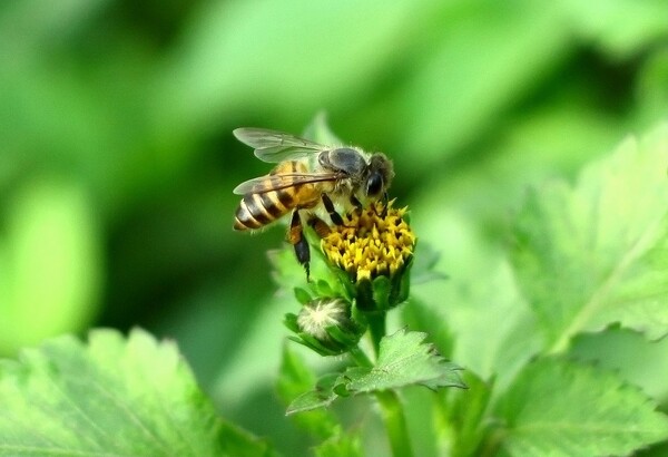 中蜂養殖實用技術大全(養中蜂的詳細技術方法和要點) 中蜂養殖實用技術大全(養中蜂的詳細技術方法和要點)