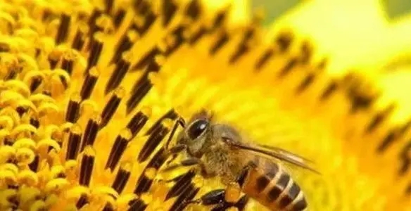 蜜蜂怕冷還是怕熱(蜜蜂為什么不怕熱) 蜜蜂怕冷還是怕熱(蜜蜂為什么不怕熱)