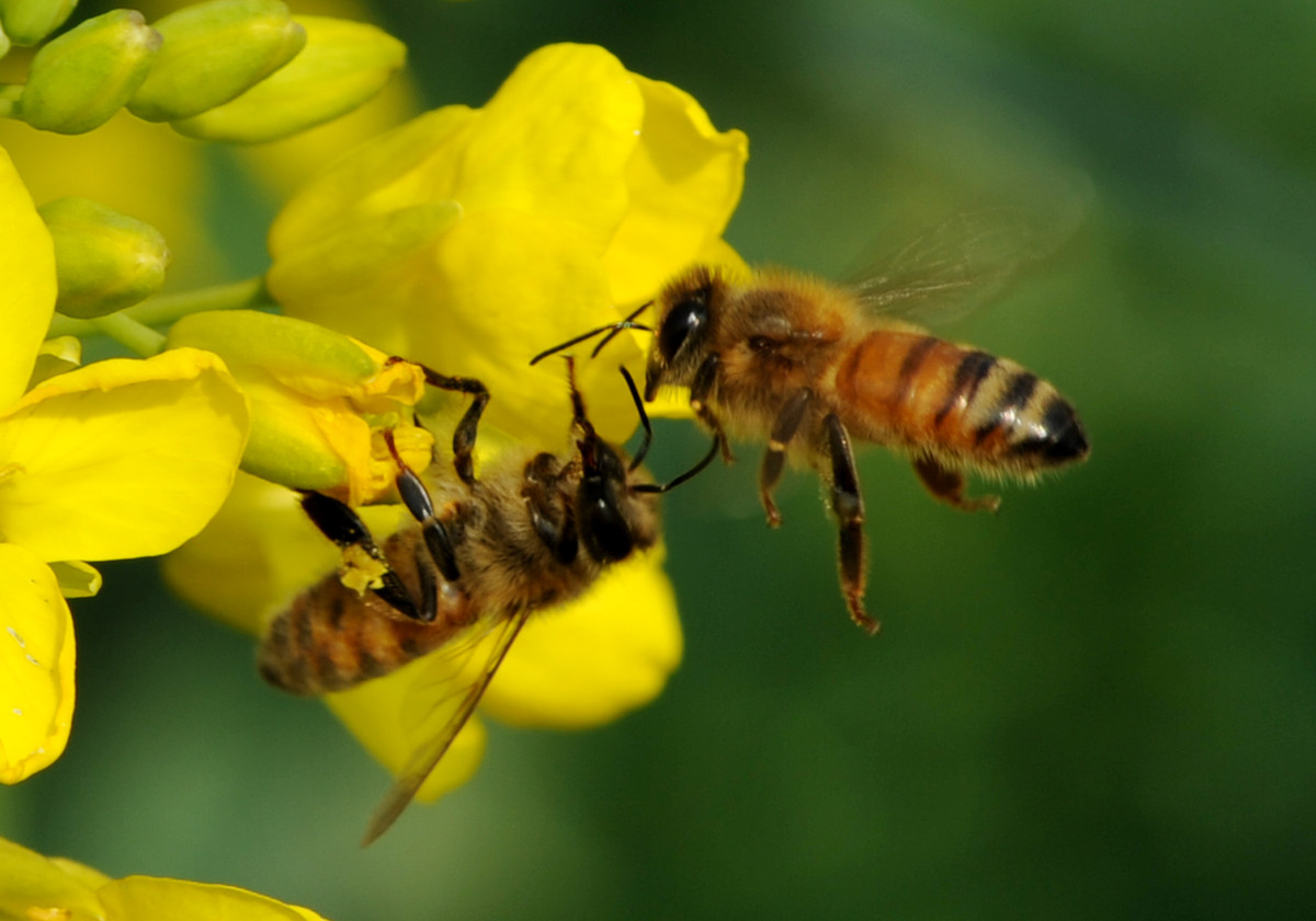 蜜蜂為什么要采蜜和釀蜜？它們?yōu)檎l采蜜？