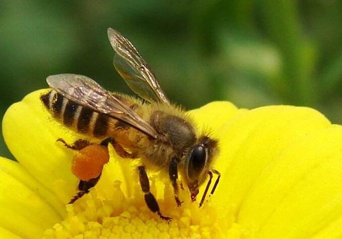 出房的工蜂沒(méi)翅膀是什么原因（幼蜂出房沒(méi)翅膀怎么回事）