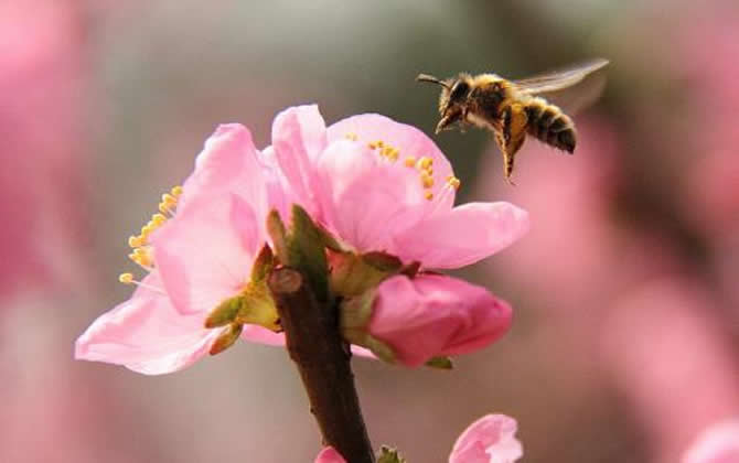 急造王臺(tái)出的蜂王能要嗎？