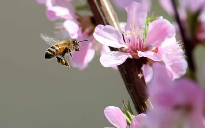 急造王臺(tái)出的蜂王能要嗎？
