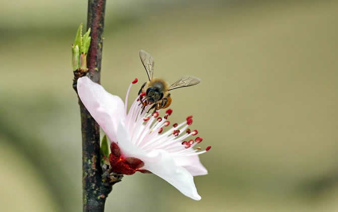 急造王臺(tái)出的蜂王能要嗎？